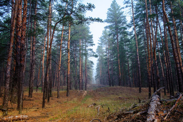Obraz premium morning fog in the autumn forest7
