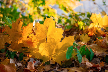 Autumn leaves closeup, sun rays, blurred backdrop.