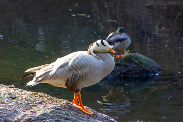 Wild ducks resting on rocks under warm sunshine. The body of water in the wild.