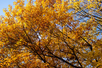 Yellow leaves with blue sky on tree