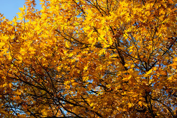 Yellow leaves with blue sky on tree