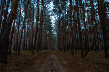 Fototapeta premium morning fog in the autumn forest1