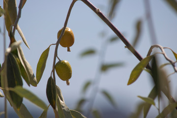 Silverberry tree branches and fruit close-up. Immature