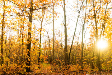 Fototapeta premium autumn landscape in the park in sunny weather