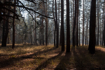 Obraz premium light and shadow through the trees1