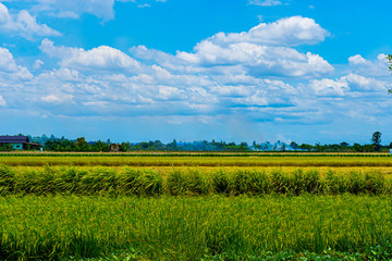 Rice field at Na-khon-Phathom province, Thailand