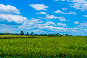 Rice field at Na-khon-Phathom province, Thailand