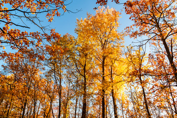 Fototapeta premium autumn landscape in the park in sunny weather