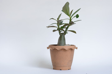 Potted plants on white background