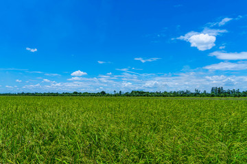 Rice field at Na-khon-Phathom province, Thailand