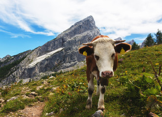 Kuh mit kleinem Watzmann im Hintergrund