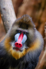 Mandrill