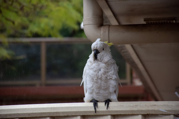 Sulphur-crested cockatoo hiding under roof on a rainy day. Urban wildlife. Australian backyard visitors