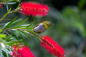 A Sri Lankan White Eye feeding on a flower in Nuwara Eliya