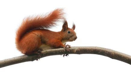 Papier Peint photo autocollant Écureuil animal écureuil sur une branche d& 39 arbre dans la nature. isolé sur fond blanc
