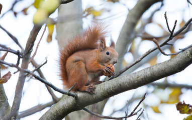 Naklejka na ściany i meble squirrel animal eating walnut in a tree