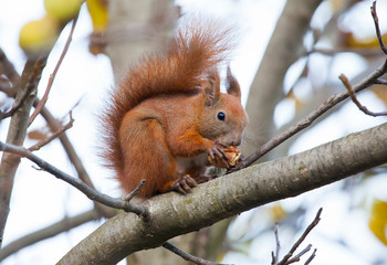 squirrel animal eating walnut in a tree