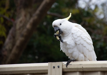 Sulphur-crested cockatoo seating on a fence and eating piece of pasta on rainy day. Urban wildlife. Backyard visitors. Don't feed wild birds and animals.