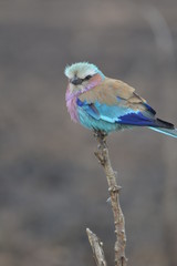 colorful Bird sitting on a twig in nature