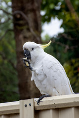 Sulphur-crested cockatoo seating on a fence and eating piece of pasta. Urban wildlife. Backyard visitors. Don't feed wild birds and animals.