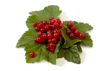 Red currant on the white background