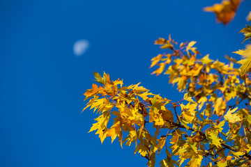 Moon and maple leaves in the early morning in autumn, Montreal, Quebec, Canada