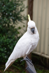 Sulphur-crested cockatoo seating on a chair. Urban wildlife. Australian backyard visitors