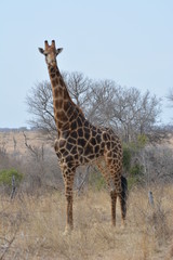 Full photo of a giraffe in nature with tree and sky in the background