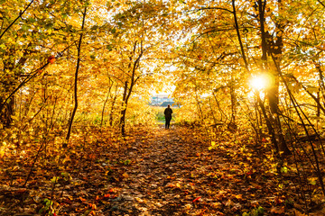 autumn landscape in the park in sunny weather