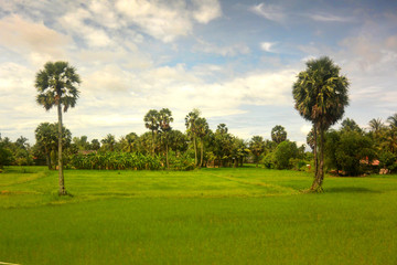 Fototapeta na wymiar Southeast Asian landscape in rainy season 2, two palm trees