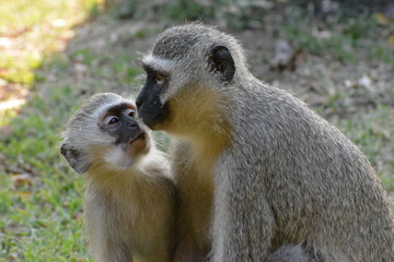 two monkeys mother and child having a loving moment in the wild