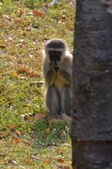 Monkey sitting behind a tree looking aand holding his hands