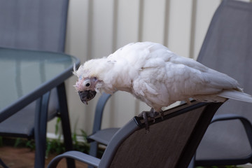 Sulphur-crested cockatoo suffering from Psittacine beak and feather disease - PBFD. Urban wildlife.
