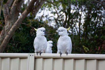 Sulphur-crested cockatoos seating on a fence. Urban wildlife. Australian backyard visitors