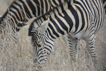 Fototapeta na wymiar Zebra in the grass grazing in the afternoon sun