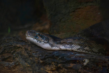 Python snake on the wood 