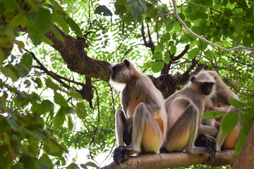 Monkeys sitting on the tree branch 