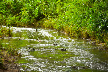 Landscape of stream in the forest