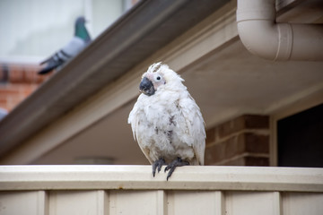Sulphur-crested cockatoo suffering from Psittacine beak and feather disease - PBFD. Urban wildlife.