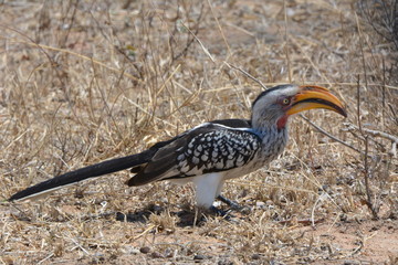 Side profile of a Hornbill bird in nature