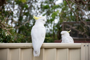 Sulphur-crested cockatoo seating on a fence. Urban wildlife. Australian backyard visitors