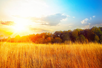 Naklejka premium Autumn scene. Beautiful autumn landscape with sunset