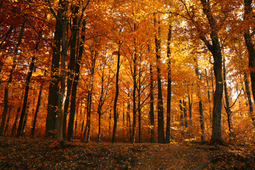 Autumn scene. Beautiful landscape of autumn forest