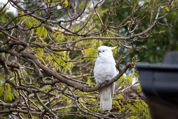 Sulphur-crested cockatoo seating on a branch of jacaranda tree. Urban wildlife. Australian backyard...