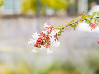Abelia x grandiflora  | Abélia à grandes fleurs blanc rosé nectarifères et parfumées, bractées rousses et au feuillage brillant vert foncé devanant rose violacé en automne