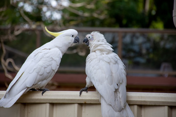Sulphur-crested cockatoo seating on a fence close to another cockatoo suffering from Psittacine beak and feather disease - PBFD. Urban wildlife.