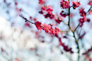 winter prunus mume in garden.	