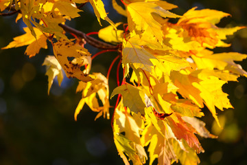 Colorful beautiful maple leaves in autumn, St-Bruno, Quebec, Canada