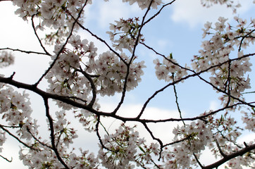 cherry blossom in spring. japan.	