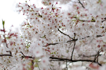 cherry blossom in spring. japan.